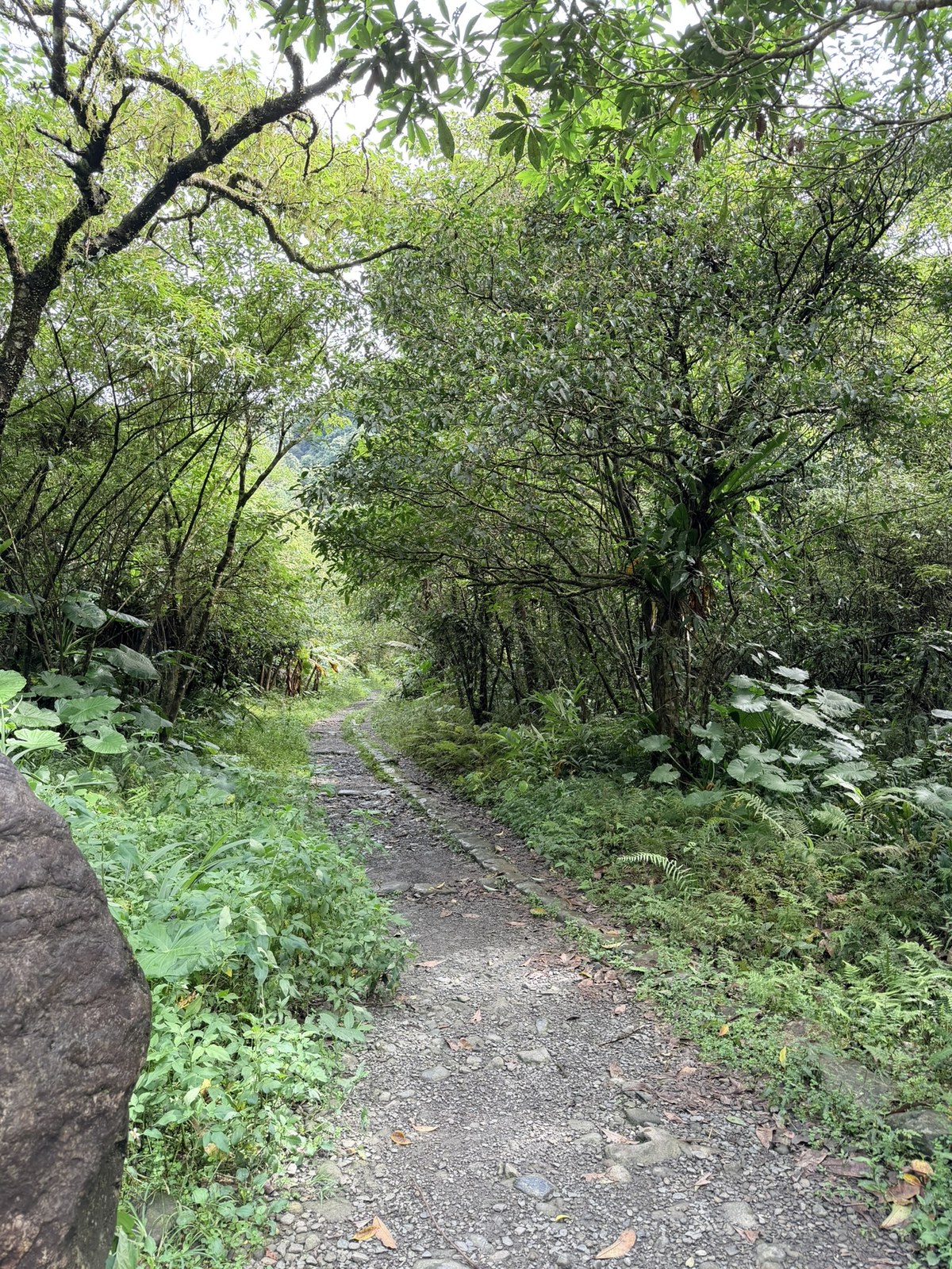 步道變小條，正式入口